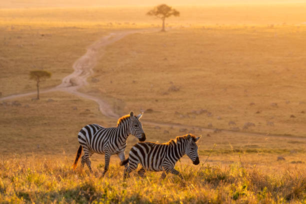 Kenya aerial resort view