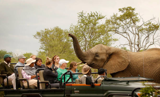 Kenya safari