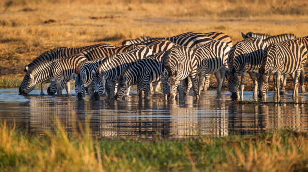 Angama Mara, Kenya